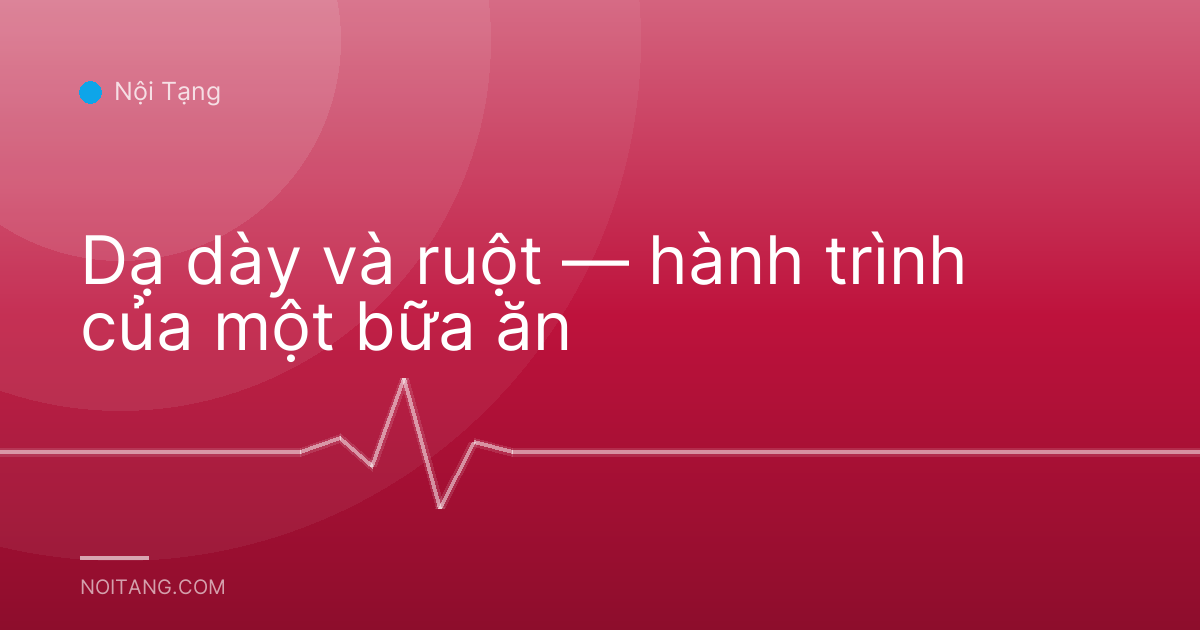 Dạ dày và ruột — hành trình của một bữa ăn
