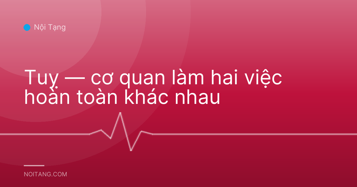 Tuỵ — cơ quan làm hai việc hoàn toàn khác nhau